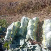 کلم سفید موقعیت سراب