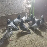 سی تاکبوتر پلاکی وپرشی|پرنده|طرقبه, |دیوار