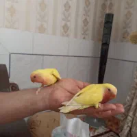 کوتوله صورت هلویی