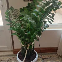 زاموفیلیا سبز