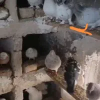 عشق بازان عزیز دوتا از کفترامو غریب رفته