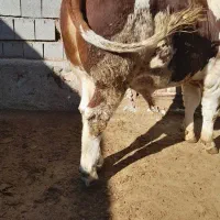 گوساله نر سیمینتال فول گوشت|حیوانات مزرعه|دینور, |دیوار