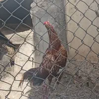 خروس لاری