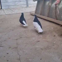 کبوتر رنگی|پرنده|اسفرورین, |دیوار