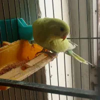 مرغ عشق ماده|پرنده|اسلام‌‌آباد غرب, |دیوار