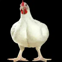 مرغ زنده زیر قیمت بازار