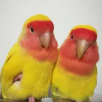 کوتوله برزیلی