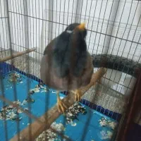 مرغ مینا سخنگو یک ساله دستی