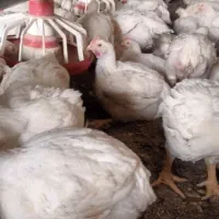 کارگر ساده مرغداری گوشتی