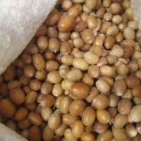 سنجد آسیابی|خوردنی و آشامیدنی|قم, بنیاد|دیوار