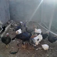 بوقلمون و مرغ برهما|حیوانات مزرعه|دشتابی, |دیوار