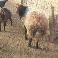 قوچ چهار دندان افشار ی