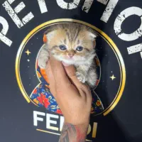 اسکاتیش گلد خاص ماده