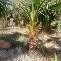 گل پالم|گل و گیاه طبیعی|رودبنه, |دیوار