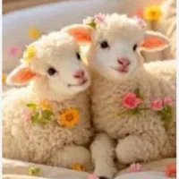 گوسفند  بره نر جوان