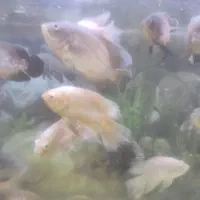 فروش انواع ماهی زینتی|ماهی|شاهینشهر, فردوسی|دیوار