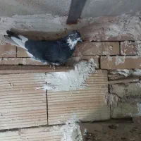 کبوتر ماده|پرنده|نسیم‌شهر, |دیوار