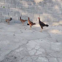 مرغ و خروس لاری