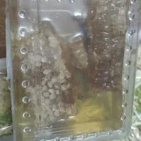 عسل موم دار طبیعی|خوردنی و آشامیدنی|اهواز, پردیس|دیوار