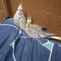 دوتا جوجه آماده دستی کردن