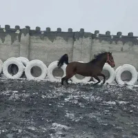 کُره جساس گلپایگان|اسب و تجهیزات اسب‌سواری|خمین, |دیوار