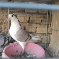 کبوتر دمگیر پیازی