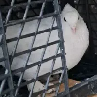 کفتر زینتی و پرشی و رواعبی