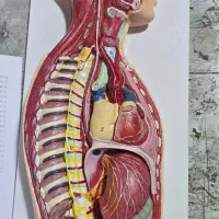 مولاژ دستگاه عصبی خودکار غیرارادی