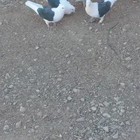 پشتدار|پرنده|بشاریات, |دیوار