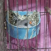 فنچ کینگ|پرنده|مسجد سلیمان, |دیوار