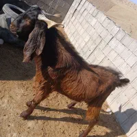 نر بز پاکستانی دو قلو زا اصیل نژاد دار