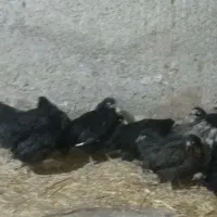 جوجه مرغ|حیوانات مزرعه|ماهدشت, |دیوار