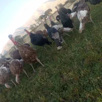 بوقلمون محلی|حیوانات مزرعه|بانه, |دیوار