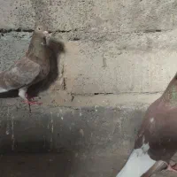 جفت دم سفید دم تخم|پرنده|بیرجند, |دیوار