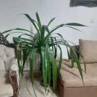 گل پاندانوس مادر با پاجوش