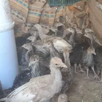 بوقلمون ۲ ماهه۷۵۰و۴۰روزه۶۵۰ سالم برنز انگلیس