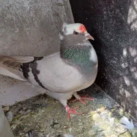 هر دو شکار هر دو ماده چوخ یامان هستن