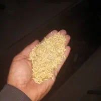 فروش جو و ذرت