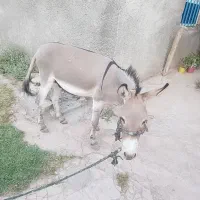الاغ جوان باری