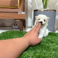 توله پامر مینیاتوری فقط ۴۸۰۰