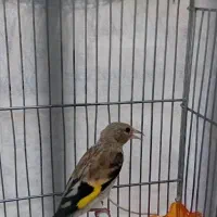 جوجه سهره نر|پرنده|کرج, حصارک بالا|دیوار