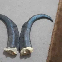 شاخ برای دکوری شاخ کل شاخ بز کوهی