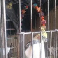 یکجفت عروس مولد