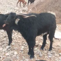 گوسفند فروشی