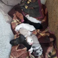 توله و ماده هاسکی|سگ|آشخانه, |دیوار