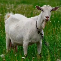 شیر بز برای کودکان و بیماران