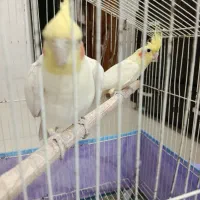 عروس هلندی جفت|پرنده|مهریز, |دیوار