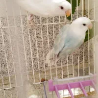 کوتوله برزیلی رنگ خاص و چشم شرابی