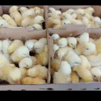 جوجه گوشتی راس ۳۰۸ و پلاس