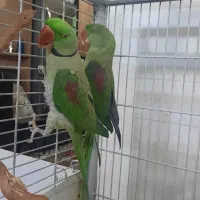 شاه طوطی جفت مولد